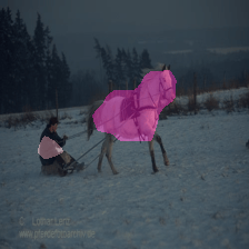 Horse category preview